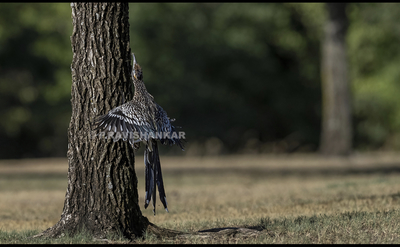 Greater roadrunner rushing to feed its babies